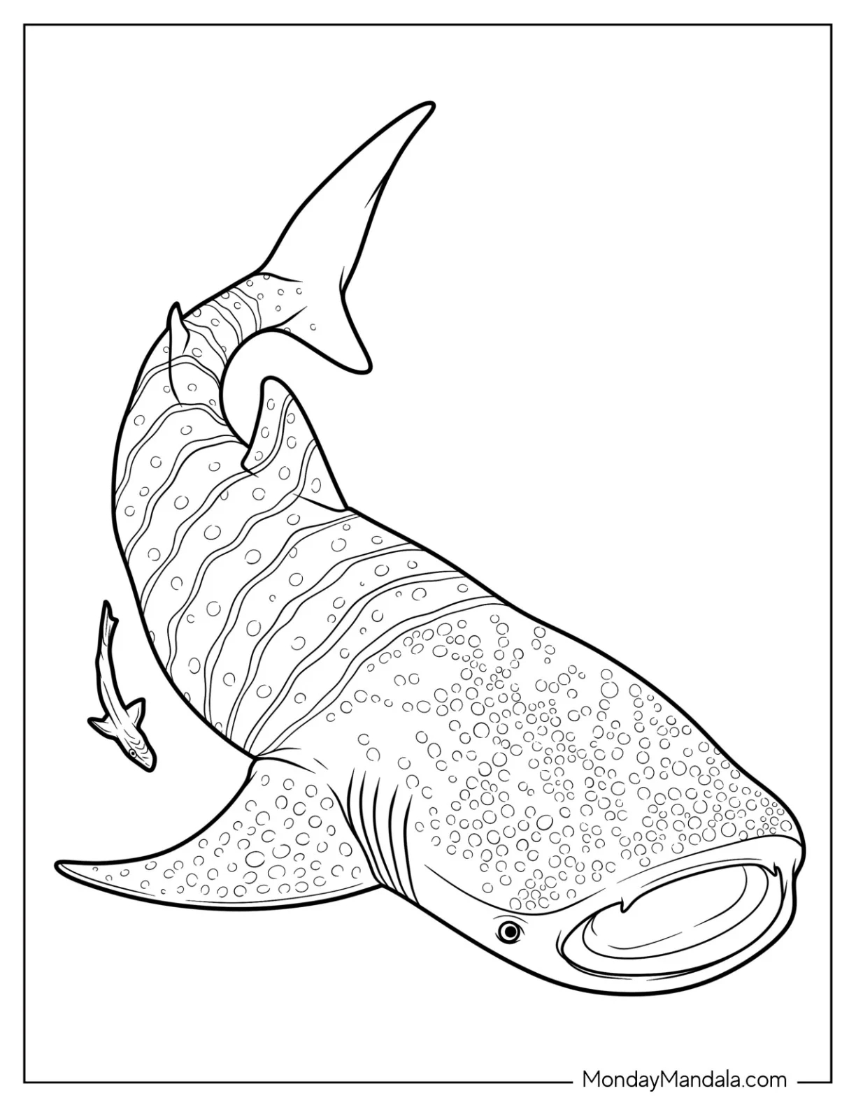 34 Shark Coloring Pages Free PDF Printables 34 Shark Coloring Pages Free PDF Printables