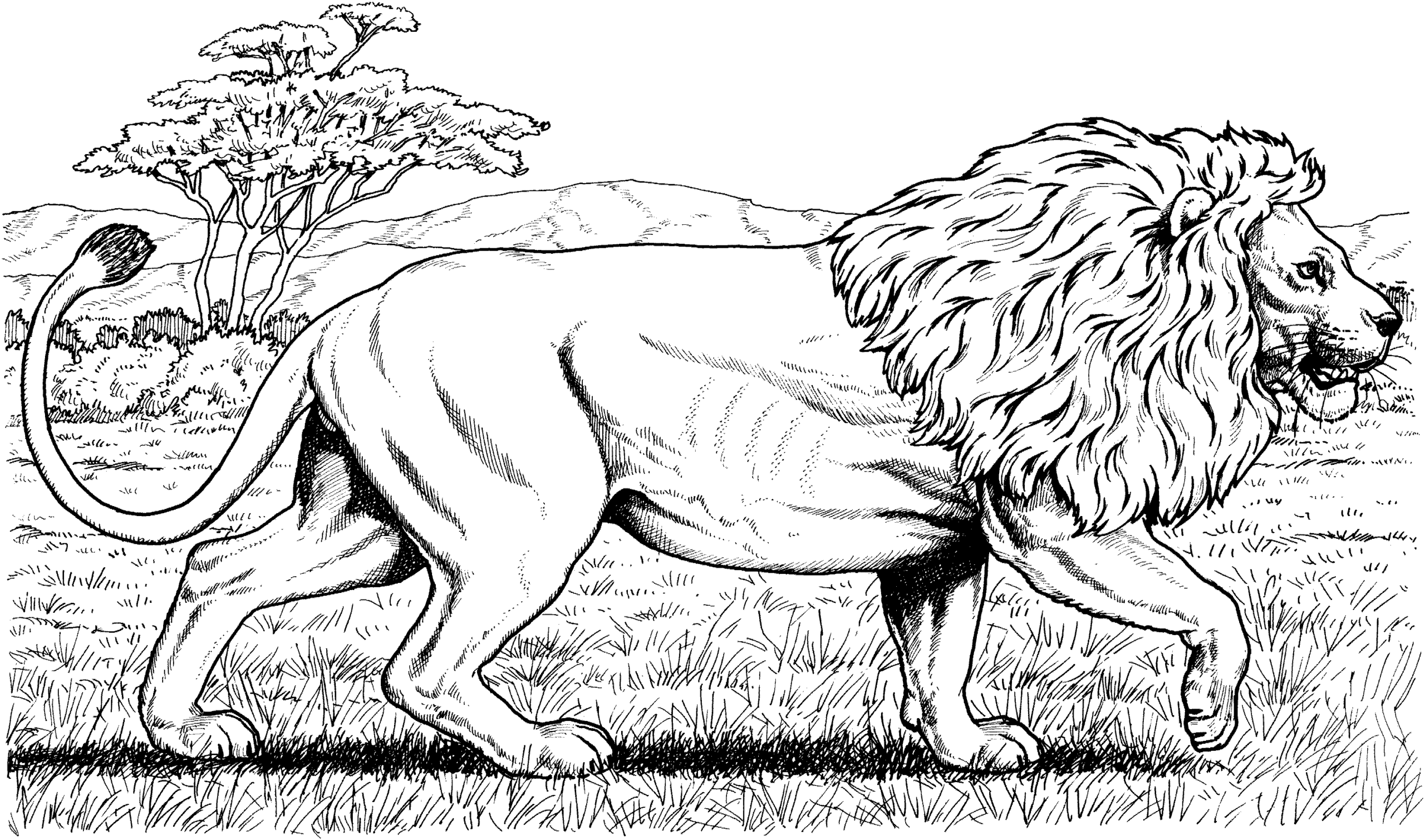 Lion Coloring Pages For Adults