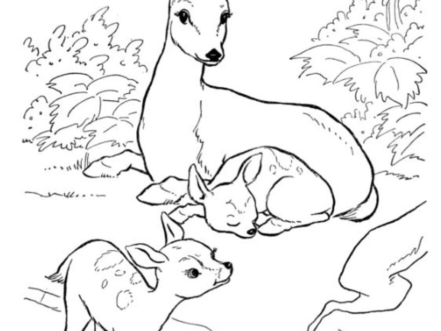 Backyard Animals And Nature Coloring Books Free Coloring Pages HubPages