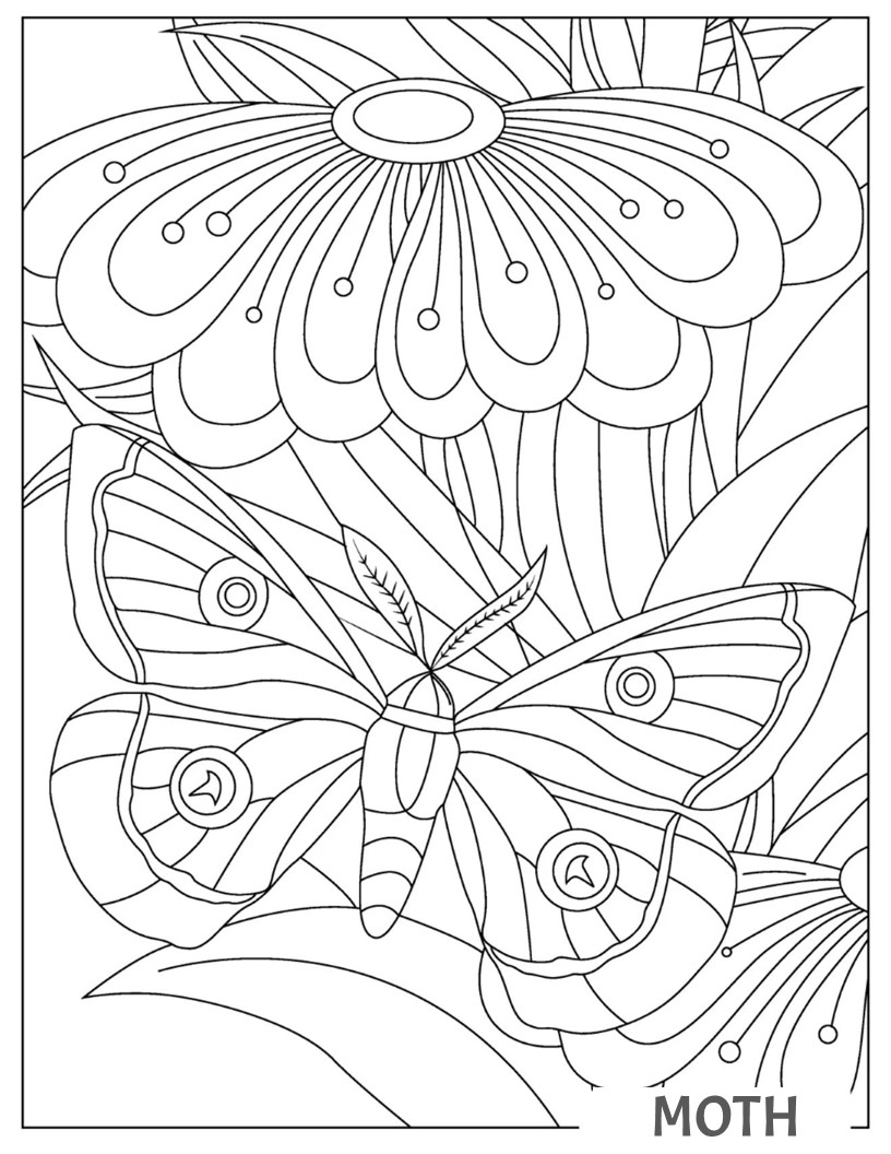 Coloring Book Of Moth Coloring Book For Kids Made By Teachers