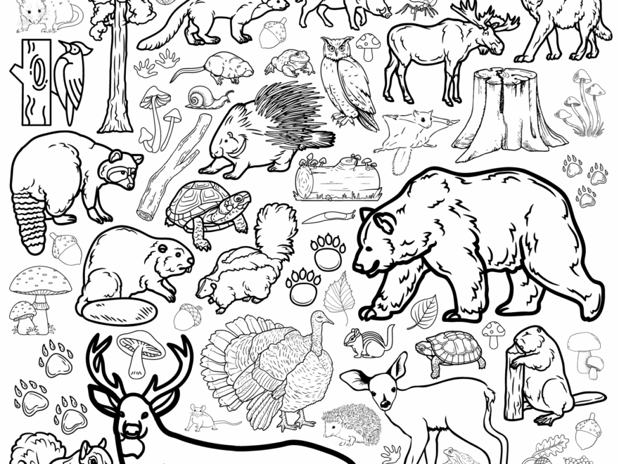 Coloring Pages For All Ages Kaylee Miller