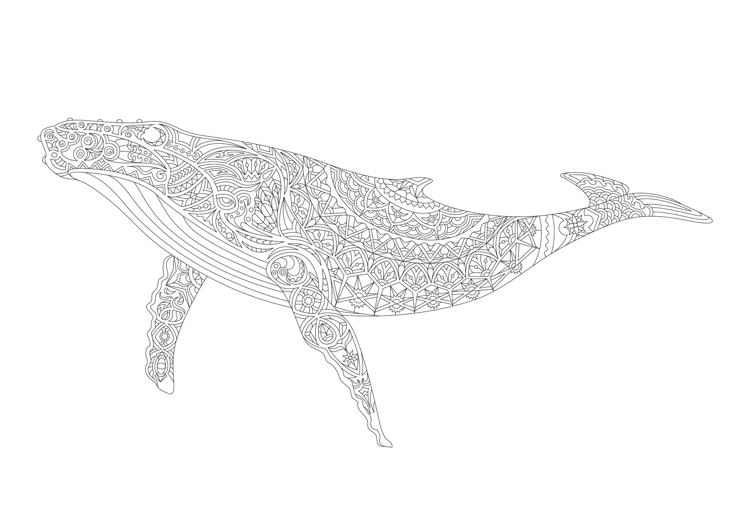 Detailed Whale Mandala Printable Coloring Page Hard Adult Coloring Digital Download Vector EPS And High quality JPG Etsy Detailed Whale Mandala Printable Coloring Page Hard Adult Coloring Digital Download Vector EPS And High quality JPG Etsy