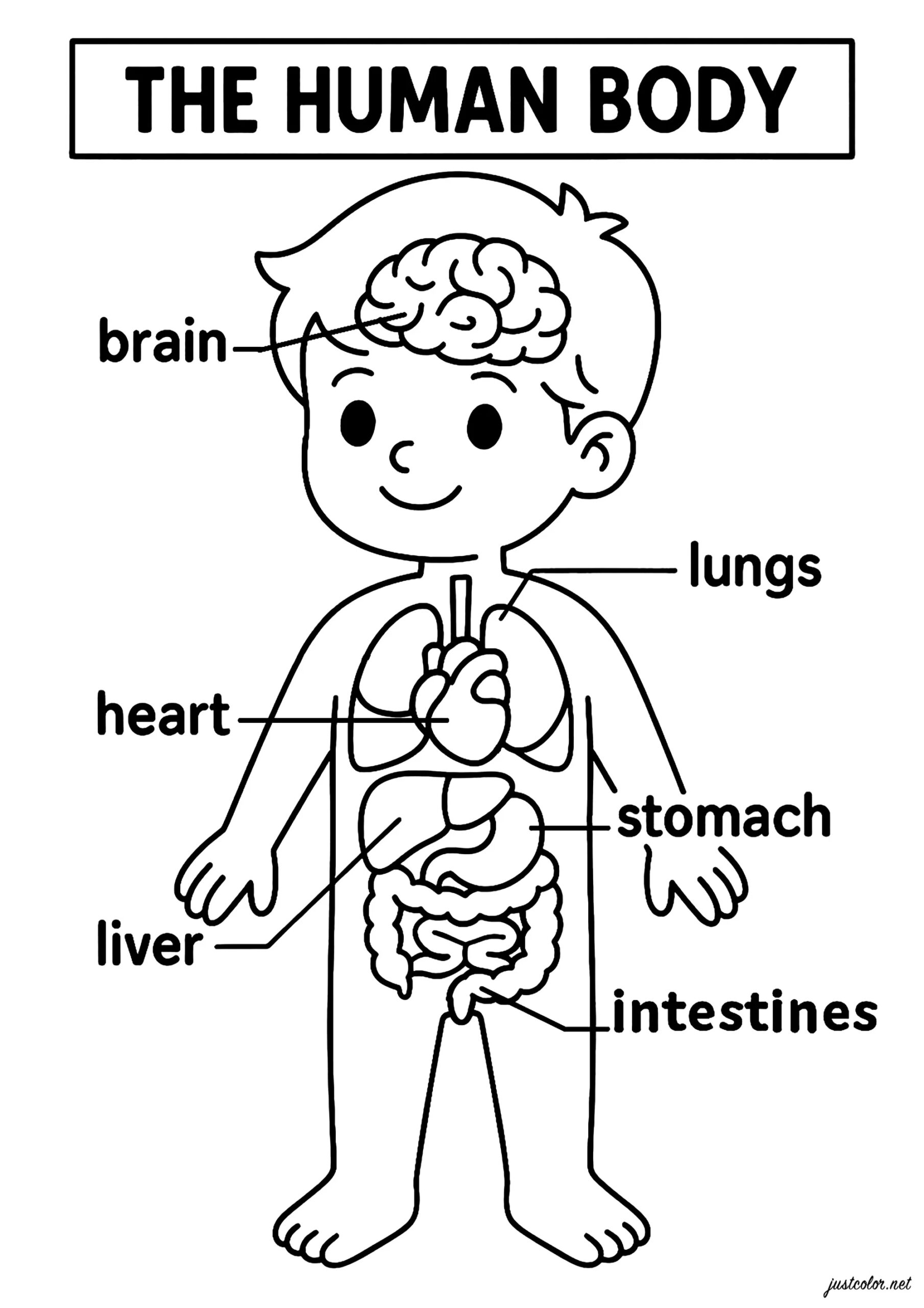 Discover The Main Organs Of The Human Body Human Body Coloring Pages Discover The Main Organs Of The Human Body Human Body Coloring Pages