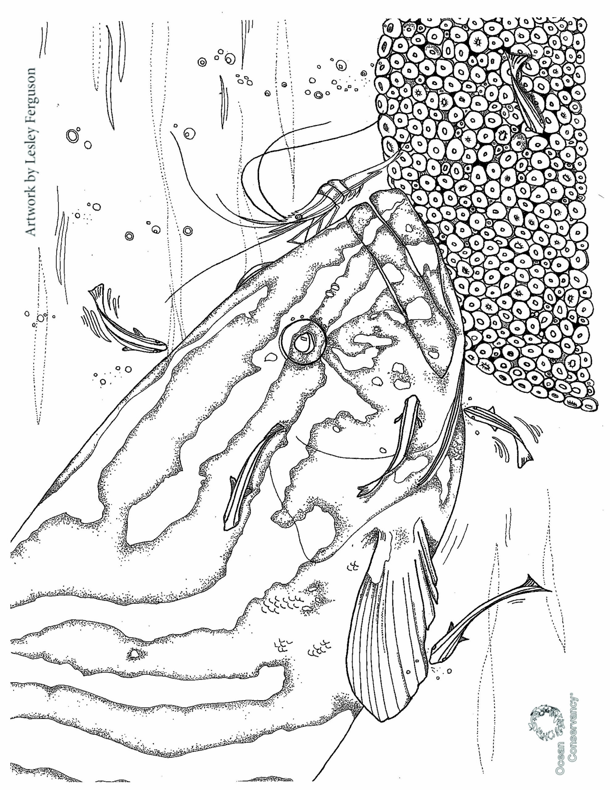 Fish Coloring Pages Ocean Conservancy Fish Coloring Pages Ocean Conservancy