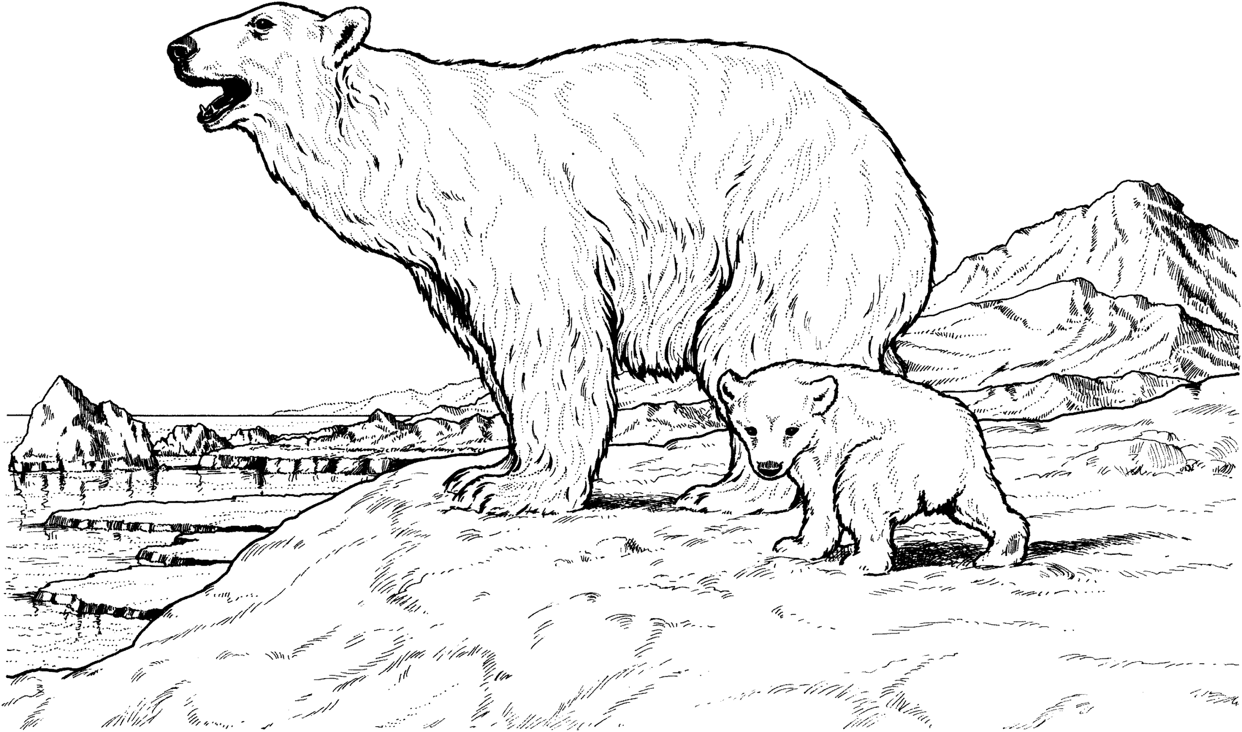 Free Bear Coloring Pages Free Bear Coloring Pages