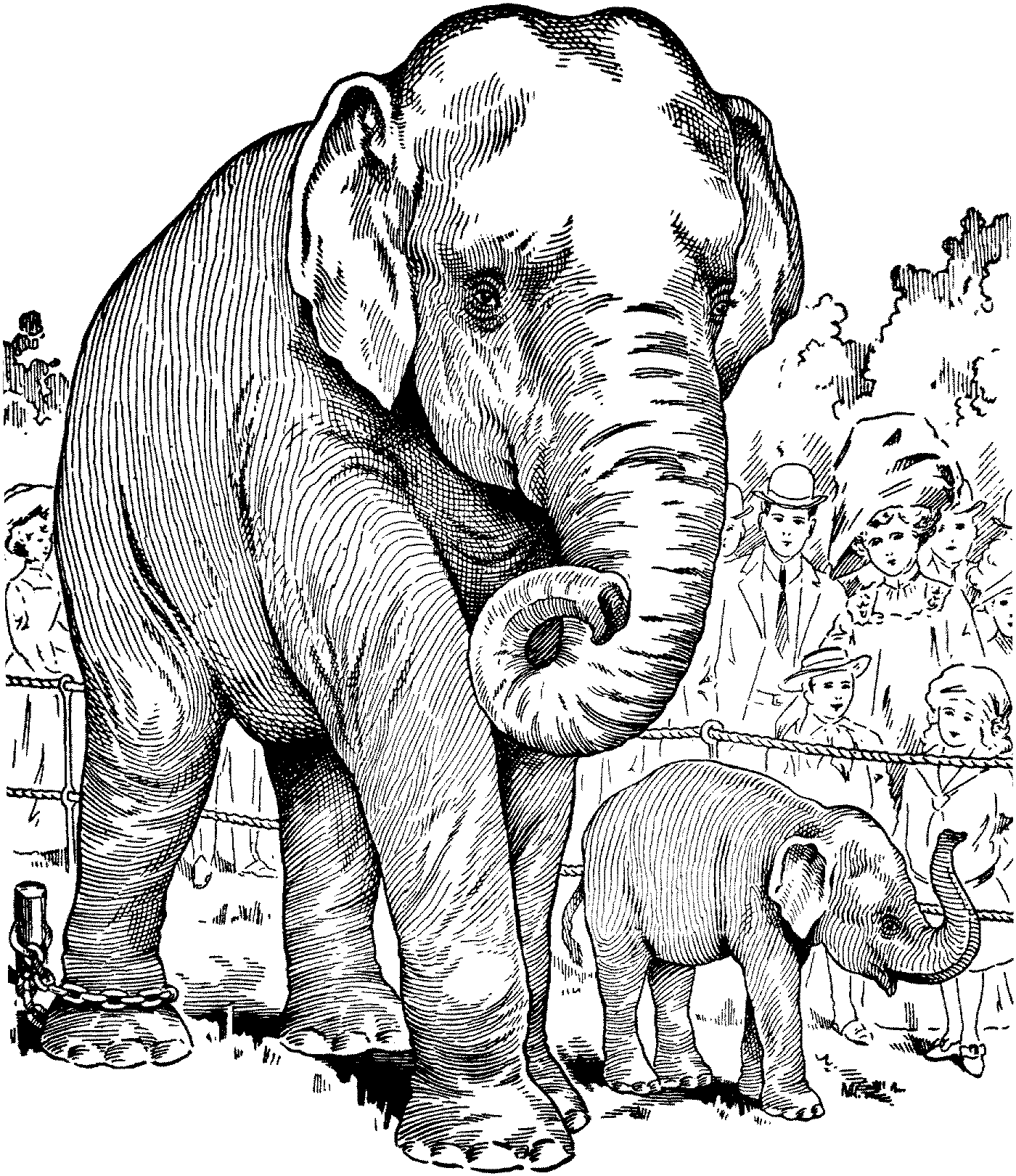 Free Elephant Coloring Pages Free Elephant Coloring Pages