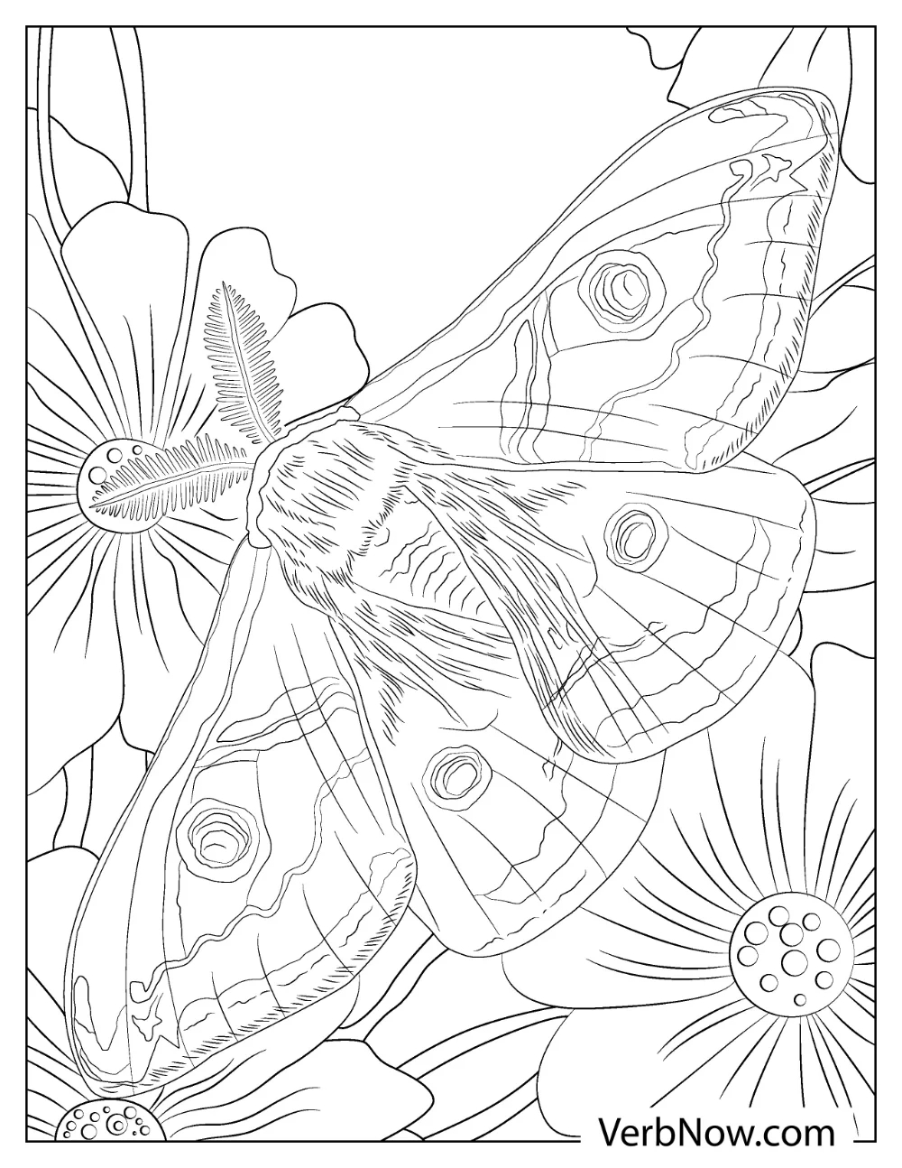 Free MOTH Coloring Pages For Download Printable PDF 