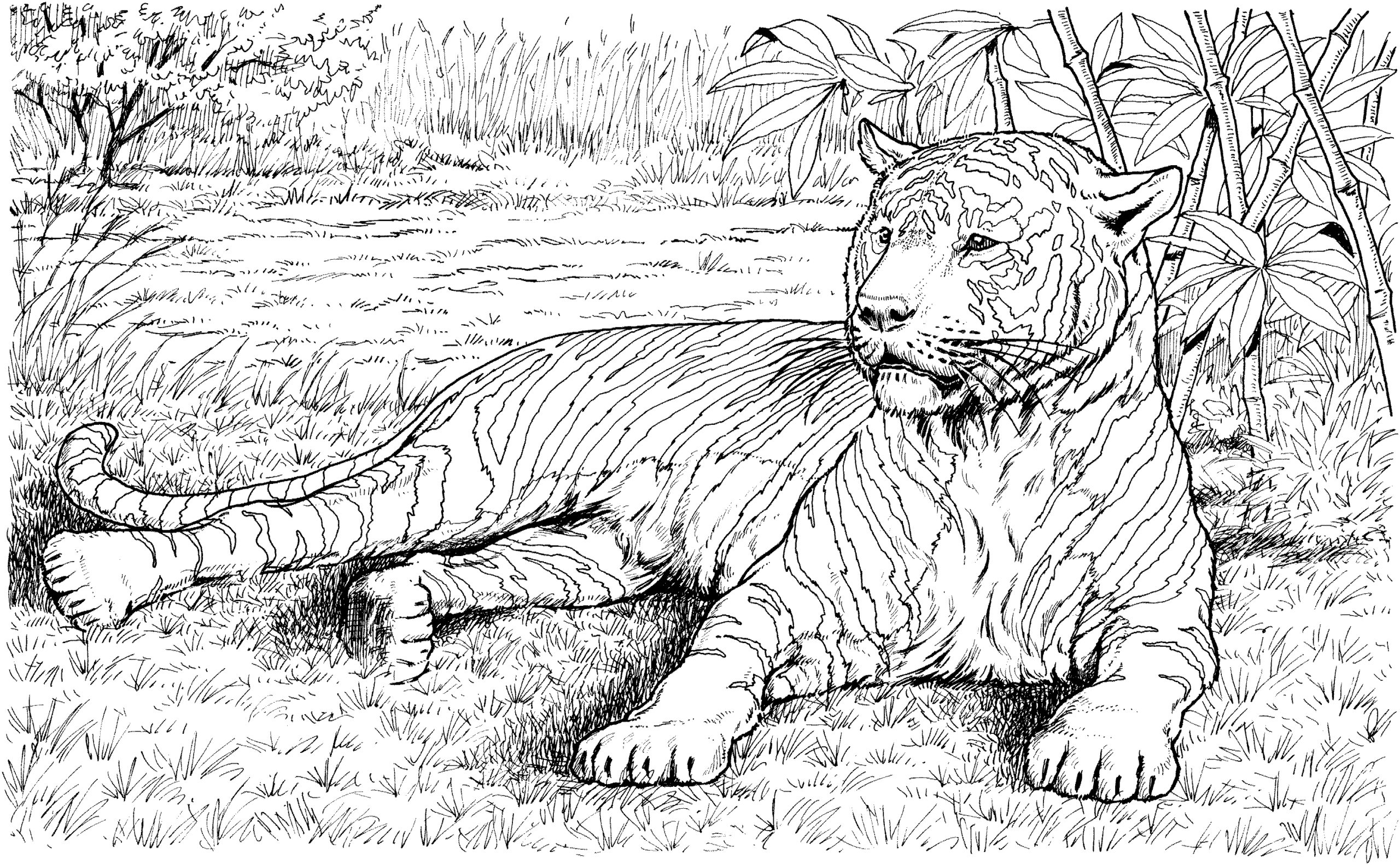 Free Tiger Coloring Pages Free Tiger Coloring Pages