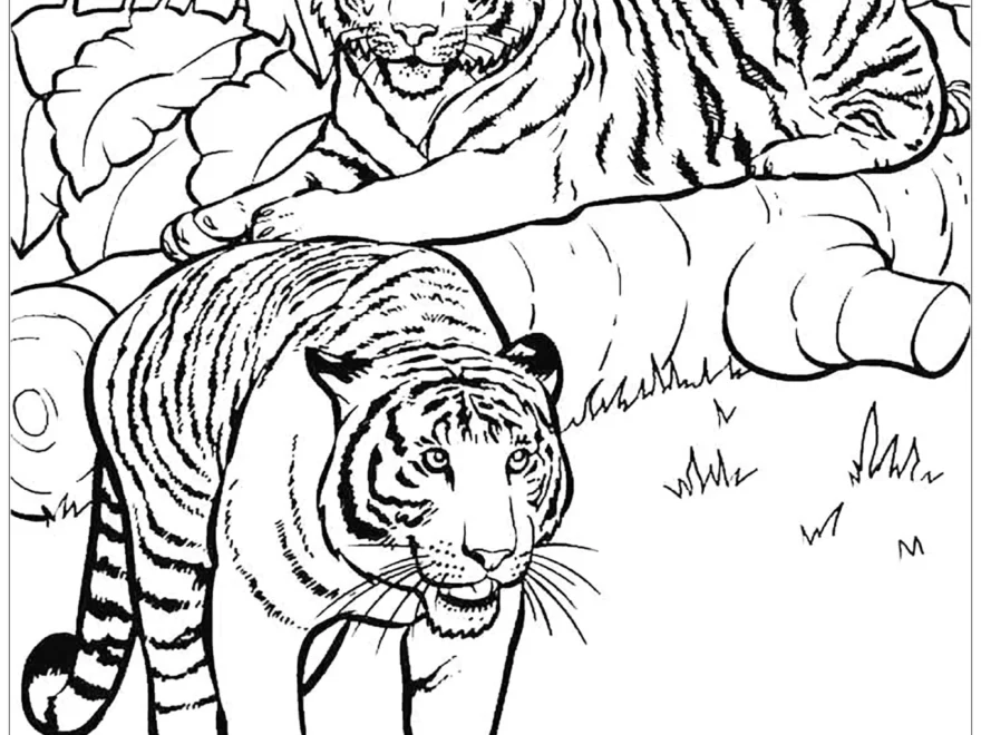 Free Tiger Drawing To Download And Color Tiger Coloring Pages