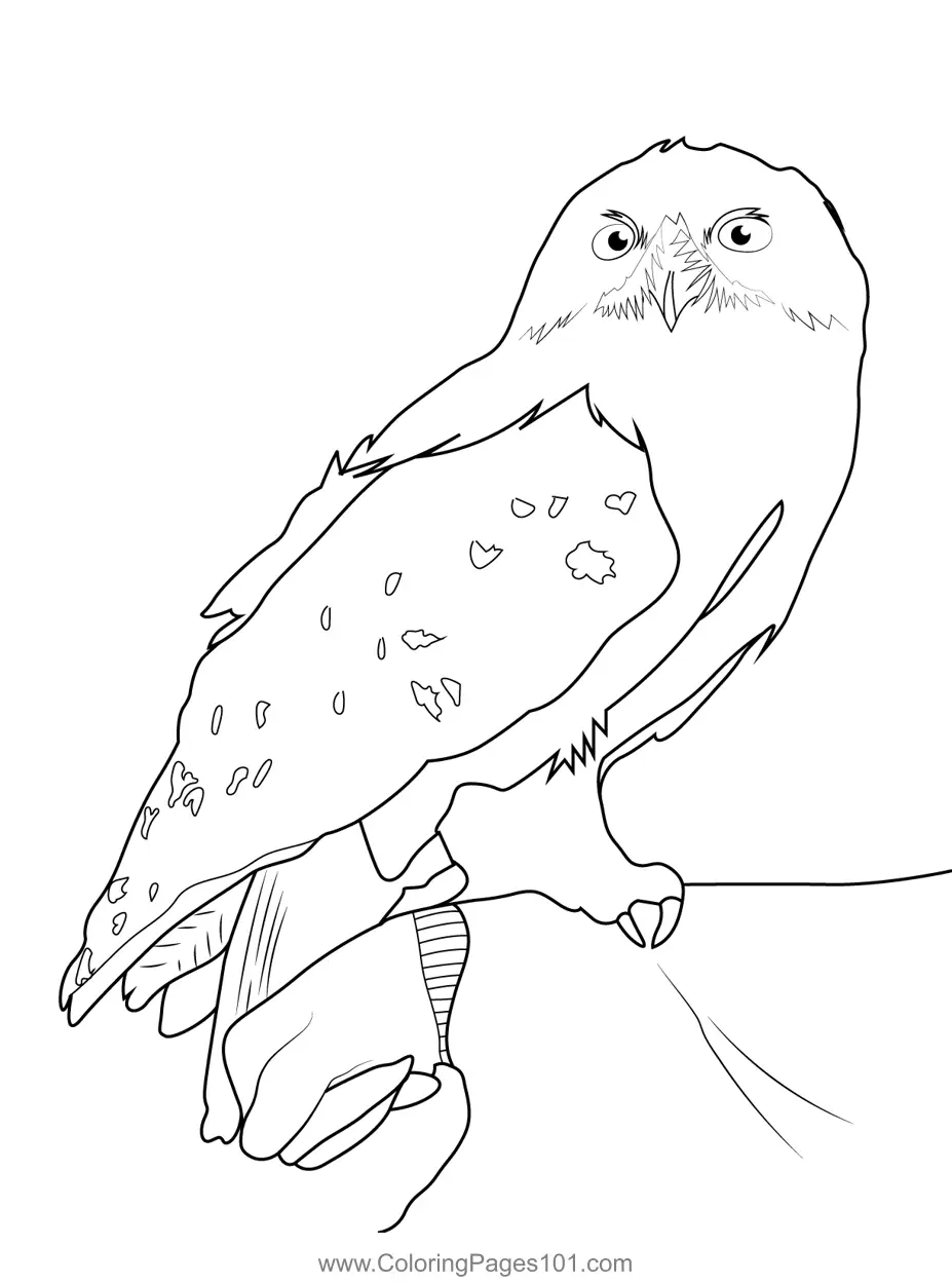 Hedwig Harry Potter Coloring Page For Kids Free Harry Potter Printable Coloring Pages Online For Kids ColoringPages101 Coloring Pages For Kids