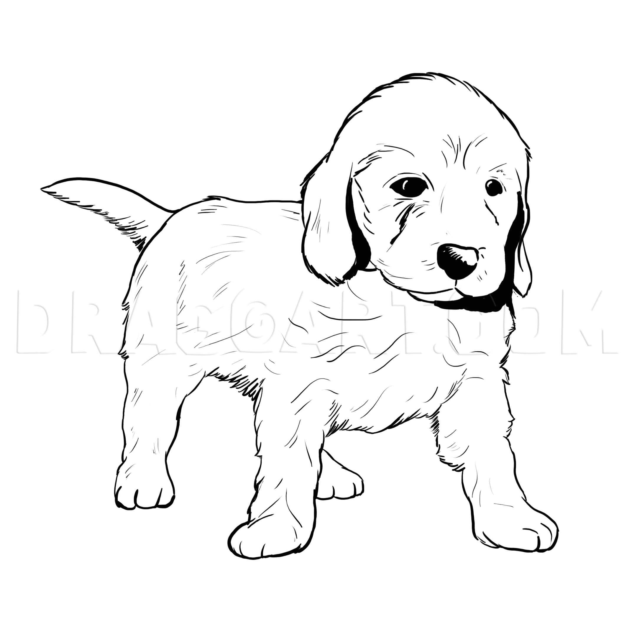 How To Draw A Labradoodle Coloring Page Trace Drawing
