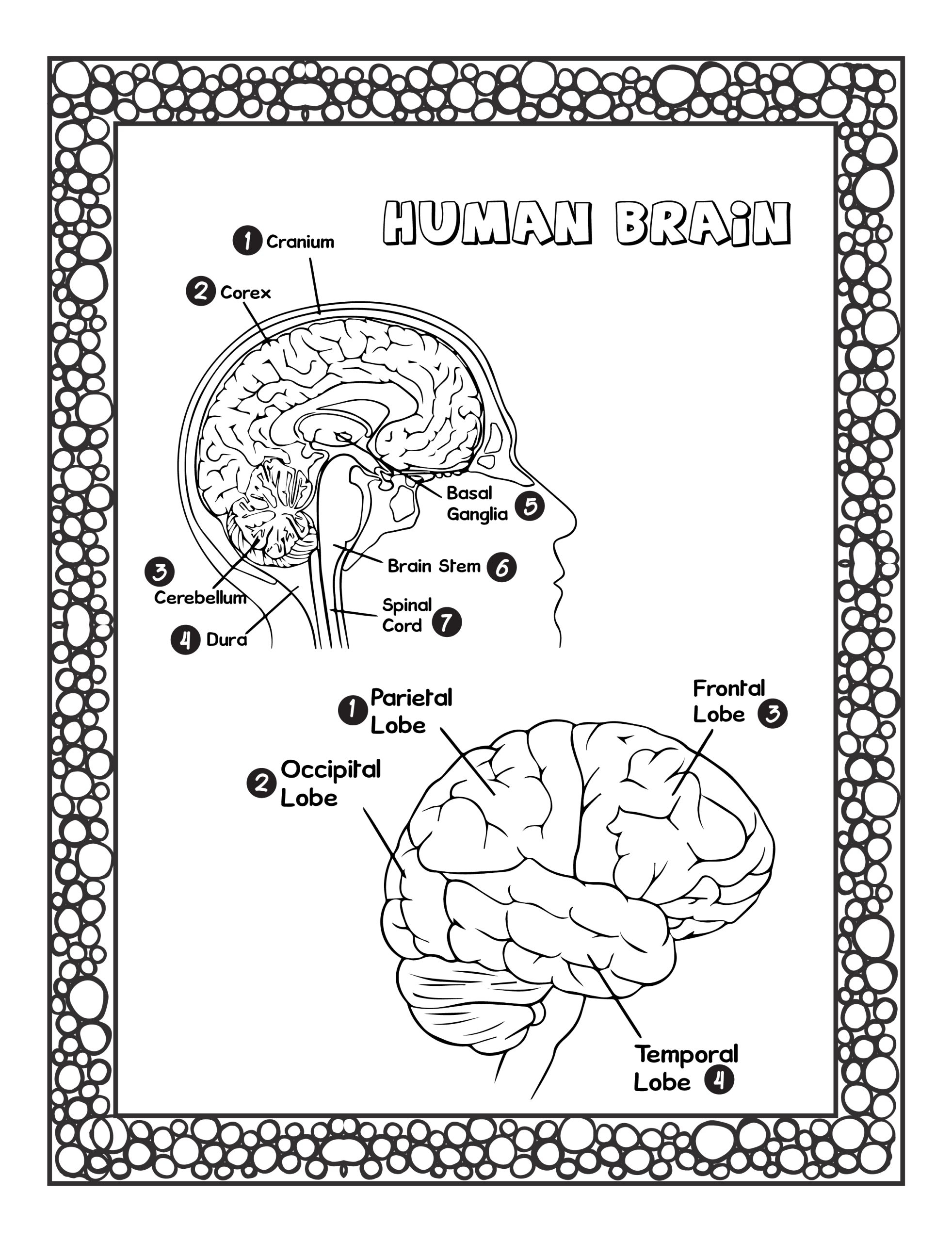 Anatomy Coloring Pages For Kids Anatomy Coloring Pages For Kids