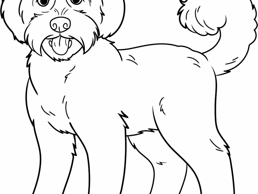 Labradoodle Coloring Page Easy Drawing Guides