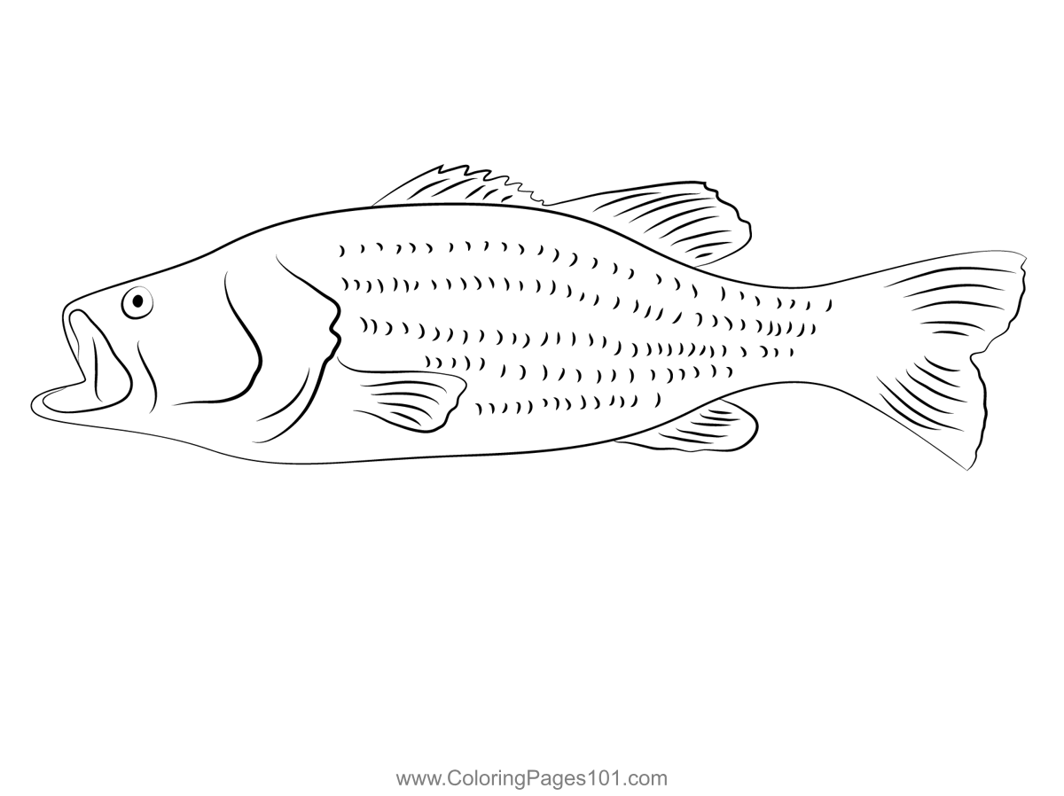 Largemouth Bass Closeup Coloring Page