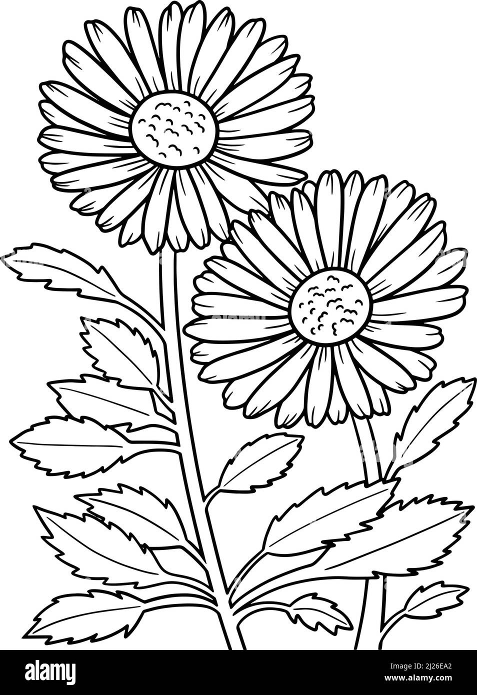 Leucanthemum Daisy Flower Coloring Page For Adults Stock Vector Image Art Alamy Leucanthemum Daisy Flower Coloring Page For Adults Stock Vector Image Art Alamy