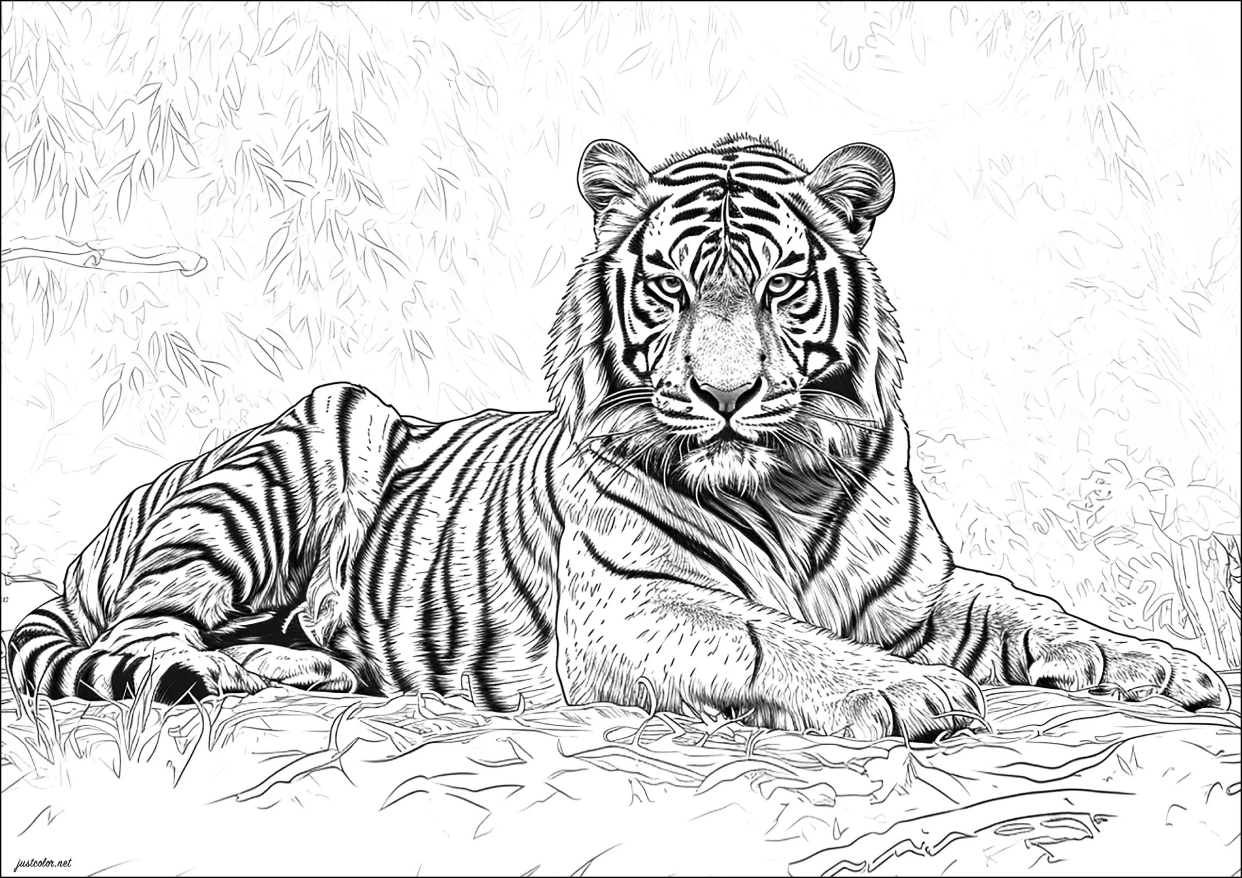 Coloring Pages For Tiger
