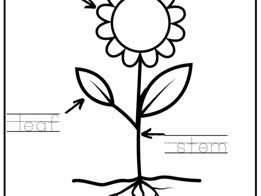 Parts Of A Plant Vocabulary Worksheet Write The Words And Color The Flower Activity For Kindergarten K5 And ESL Students Free Printable PDF Download Ezpzlearn
