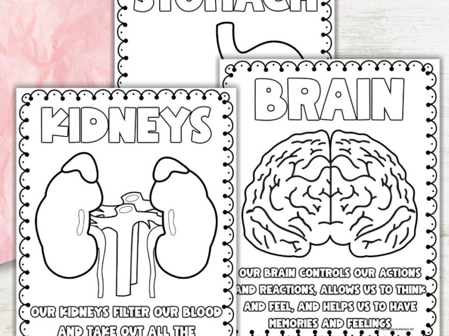 Printable Human Body Organs Coloring Pages For Fun Learning
