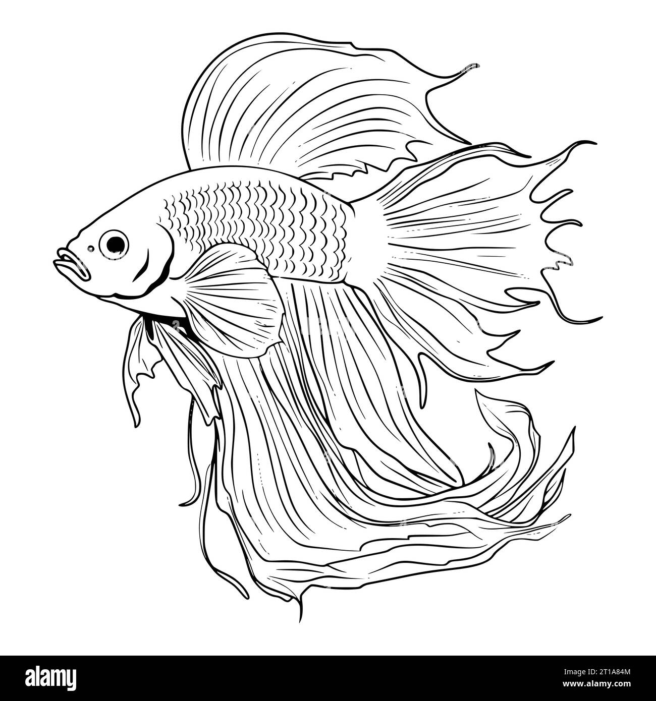 Realistic Fish Coloring Pages For Adults Hi res Stock Photography And Images Alamy Realistic Fish Coloring Pages For Adults Hi res Stock Photography And Images Alamy