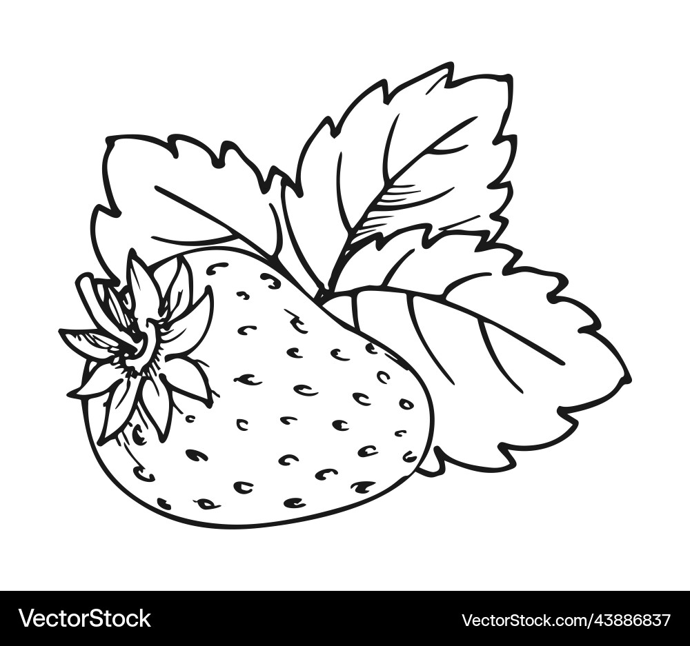 Ripe Strawberry Fruit Coloring Page Royalty Free Vector