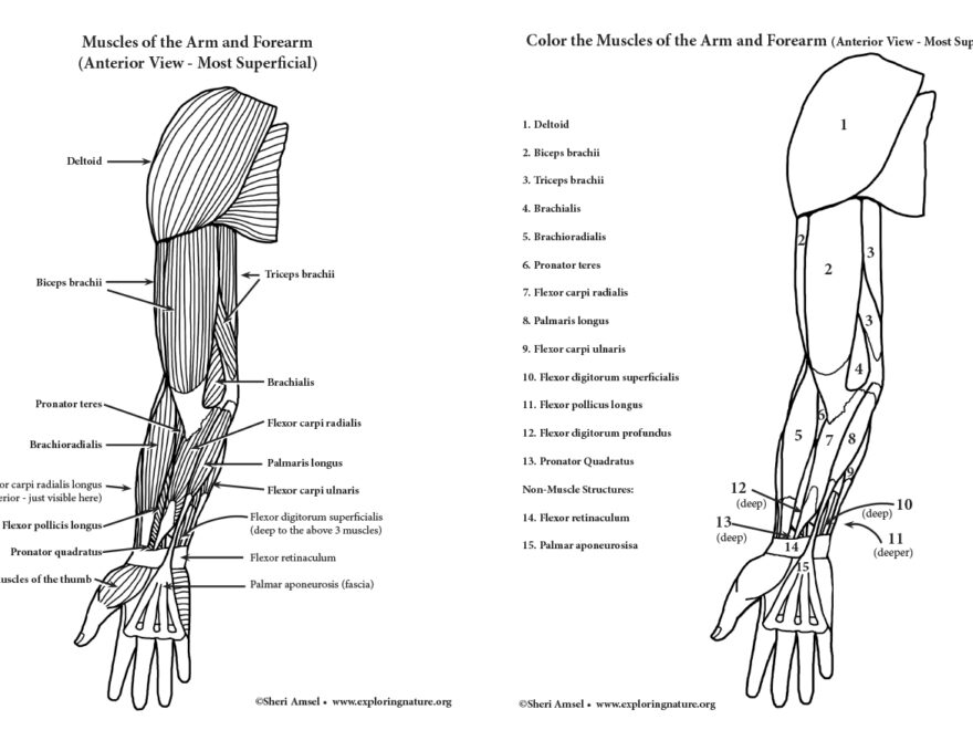The Anatomy Workbook Color And Label The Skeletal And Muscular Systems